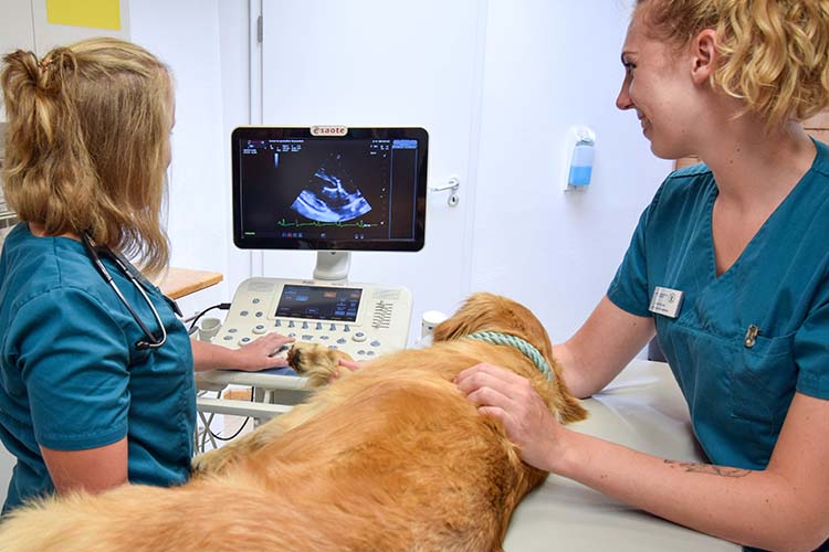 Herzsonographie bei einem Hund in unserer Kardiologie